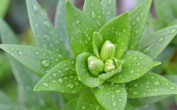 植物园游心得体会5篇