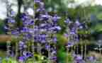 植物的作文500字5篇
