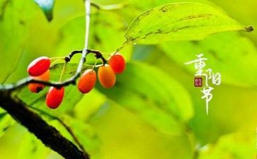 99重阳节的活动方案6篇