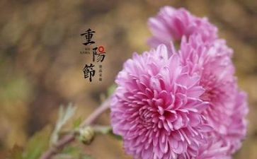 学生写重阳节作文7篇