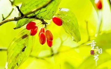 九九重阳节作文6篇