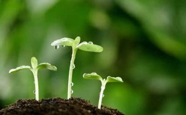 安的种子读后读后感8篇