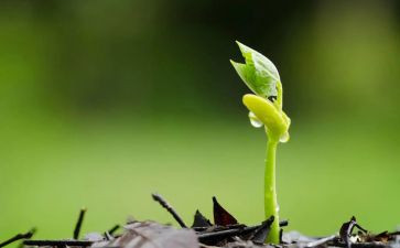 本的种子读后感8篇