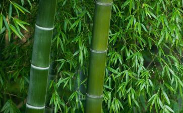 山竹的作文6篇
